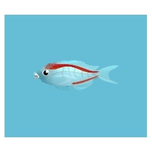 Red Glass Fish